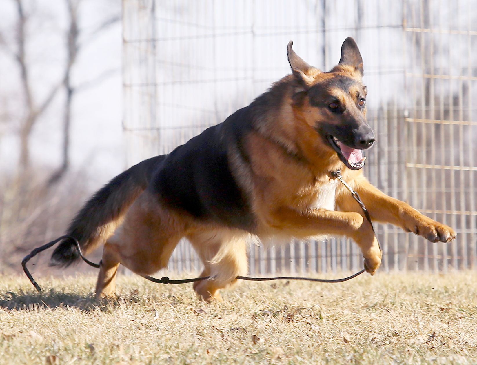 Rumor returns from Westminster